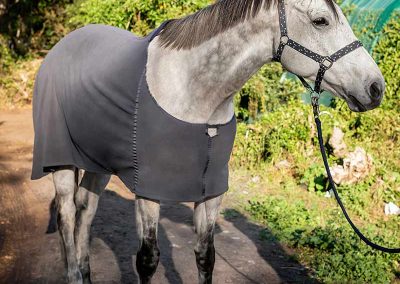 horse blankets fleece