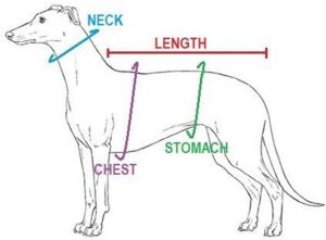 measure dog jacket